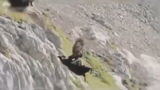 Ces Animaux Se Sont Trompés D'adversaire !