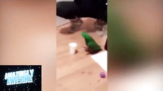 IMPOSSIBLE EVENT COMPILATION!!ON FEBSPOT
