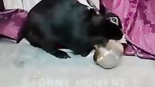 Funny video 122