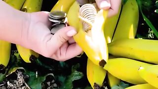 Awesome planting ideas to green up your home.