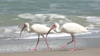Ocean birds