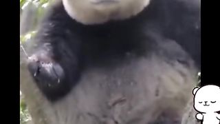 Panda 2