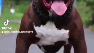 10 fatos sobre pitbull