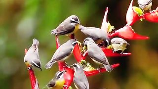 Beautiful nature and wildlife Video