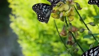 Beautiful Butterflies