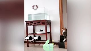 Les animaux les plus drôles ???? Chats et chiens drôles 2023 ???????? Partie 18