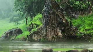 Amazing Beautiful Nature with Relaxing