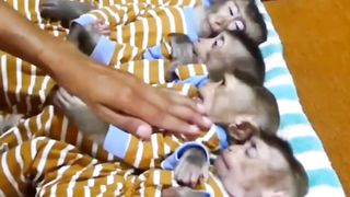 Monkey famili video
