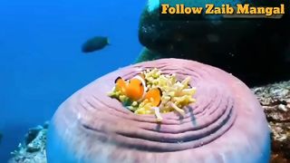 Beautiful Nature of Sea. Tilawat Qari Abdul Rehman Mashood