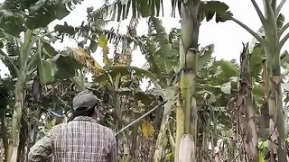 Beautiful Nature with Rural Life