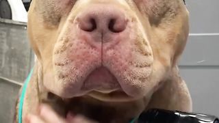These giant pitbulls aren't always so sure about bathtime