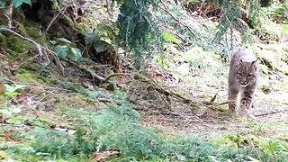 Sounds of Nature - British Columbia, Columbia