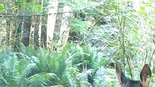 Sounds of Nature - Sonidos de la Naturaleza / British Columbia, Canada