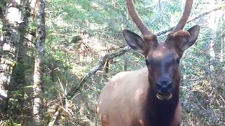 Sounds of Nature - British Columbia