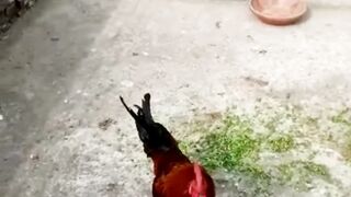 Funny Video | Rooster make us laugh