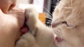 cute kitten#cat lovers