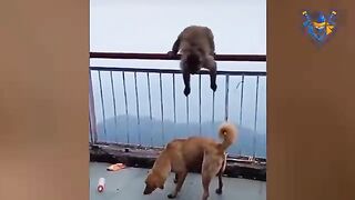 Dog vs Monkey. Funniest moments. When Dog wanna cry 2
