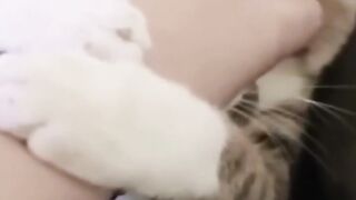 ANIMAL FUNNY