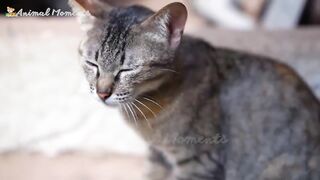 Cute little animals - Dog, cat, chicken, elephant, cow, tortoise - Animal sounds