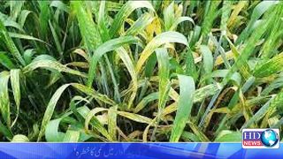 which chemical method is used to prevent rust of wheat in the crop
