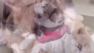 КОТКИ 3