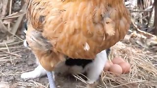 ПОРЕДИЦАТА СЕЛСКА ИДИЛИЯ