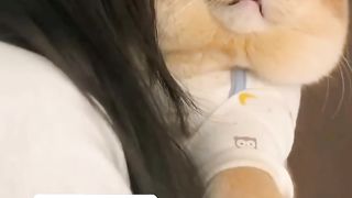 cute funny cat