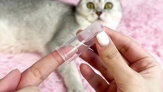 cute cat 4