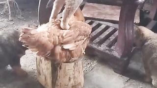 КОТКИ 4