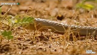 Amazing video kya baat hai