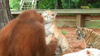 Monkey kindness/ monkey feeding tiger babies
