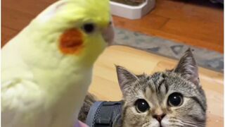 Funny cat and parrot