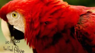 leo rojas-now i feel alive