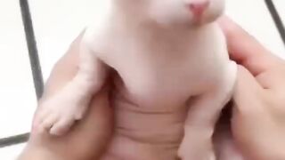 Cat so cute ????
