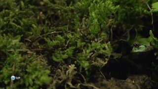 Личинки и жуки Epomis - одни из самых жутких насекомых в мире