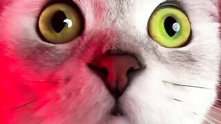 Страшный сон кота