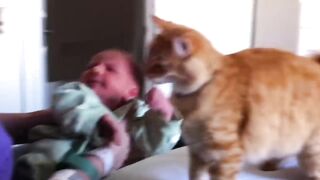 Very cute cat anda baby