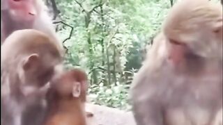 Funny animal video listing
