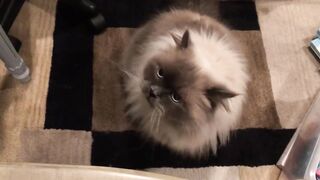 5 jenis kucing paling popular di indonesia