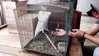 Jual burung kakatua berbagai jenis lengkap sertifikat
