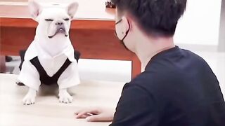 Funny dog training