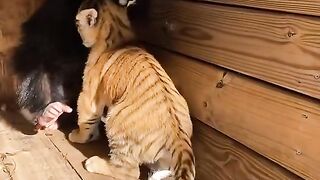 Funny Animal - Best Of The 2022 Funny Animals Videos - TRY NOT TO LAUGH! #animals #funny #funnyanimals #funnyvideo #shortvideo #short #shorts