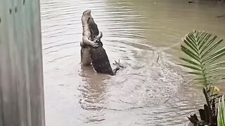 Romantic moment dragon komodo