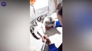 Vidio lucu kucing bikin ngakak