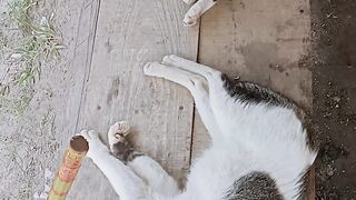 2 Cat in Sleep