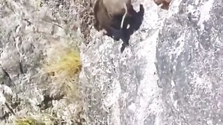 Amazing animal 2