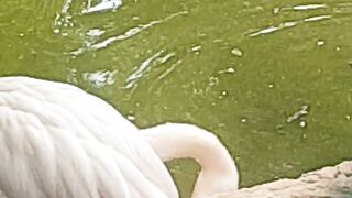 Swingo bird  video