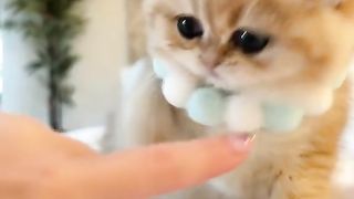 My cats 2