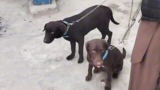 Labridar Dogs