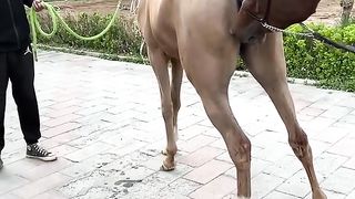Best Wild Horses Wild Horse